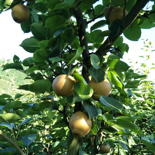 灌阳县黄花梨
