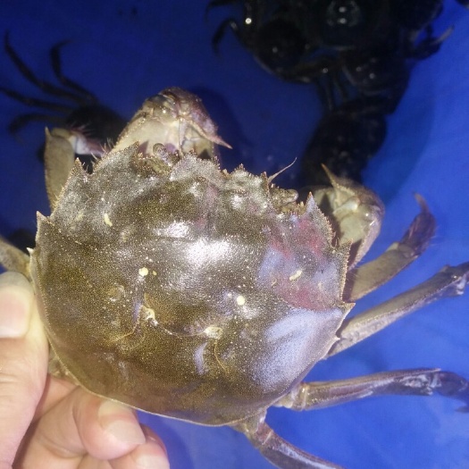 九江 鄱阳湖大闸蟹