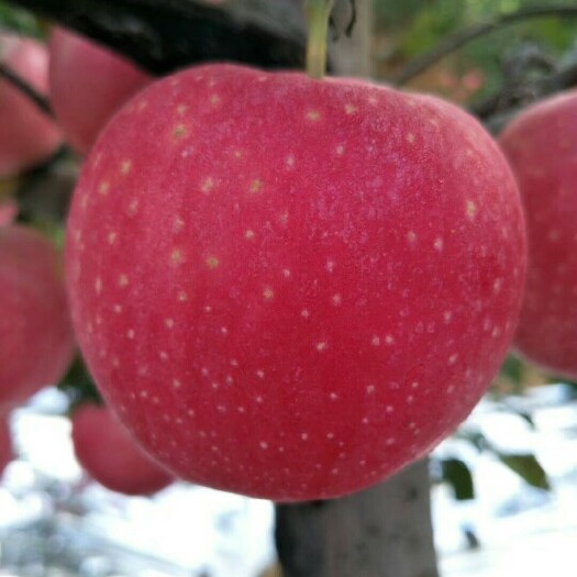 绥中县嘎啦苹果 辽宁省葫芦岛市绥中县 纸袋 片红