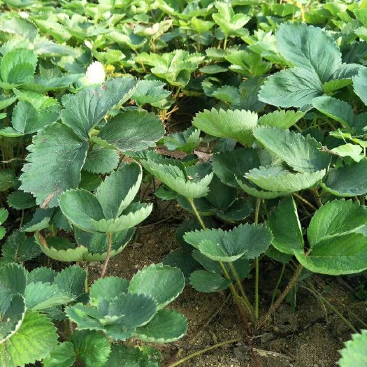 泰安达塞草莓苗 地栽苗 20~30公分 