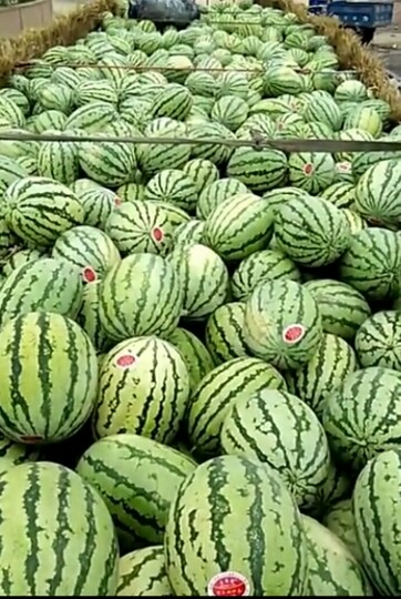 金城5号西瓜 金花一号，大量上市中