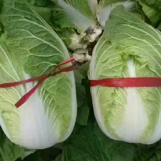 青州市2024新菊锦大白菜  0.42元一斤，5月1后期大量上市