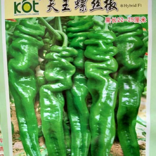 钦州螺丝椒种子 天王螺丝椒