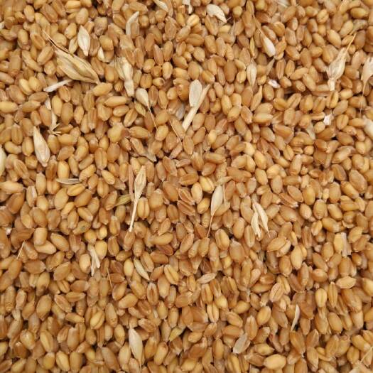 社旗县大量供，小麦，优质小麦，白麦，泛八