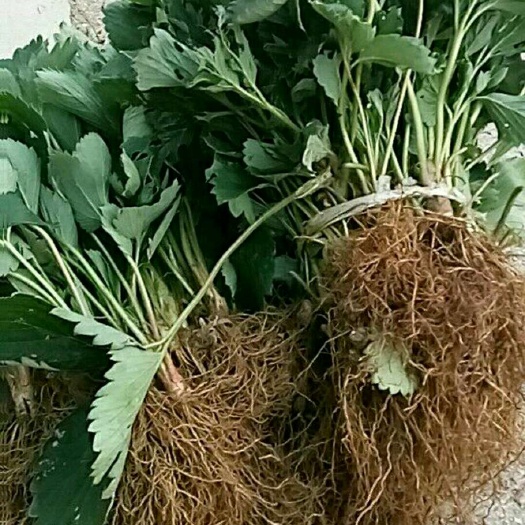 泰安 草莓苗种植 草莓苗价格 草莓苗管理 草莓苗批发