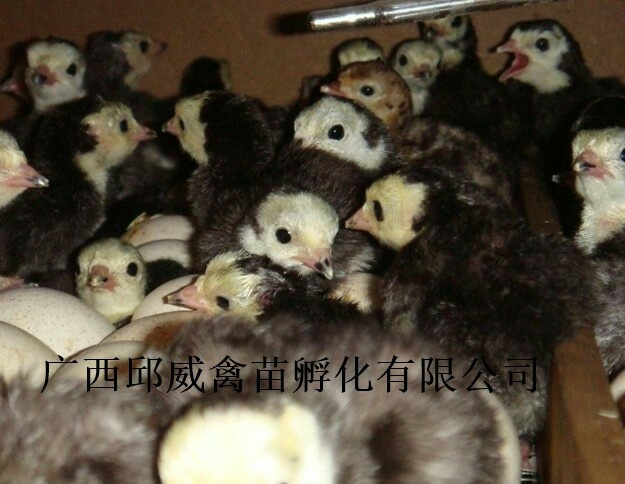 南宁贝蒂娜火鸡苗 统货