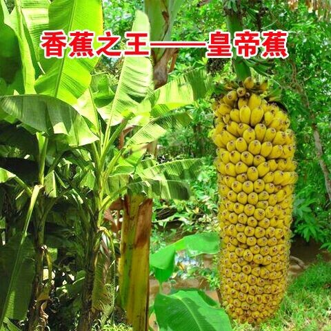 灵山县皇帝蕉苗