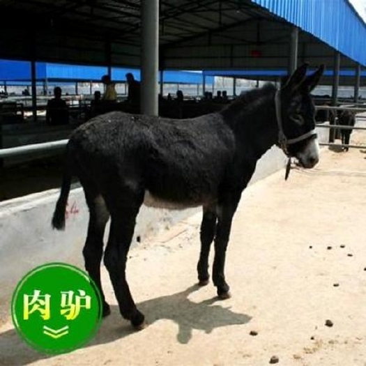 汶上县乌头驴 200-400斤 