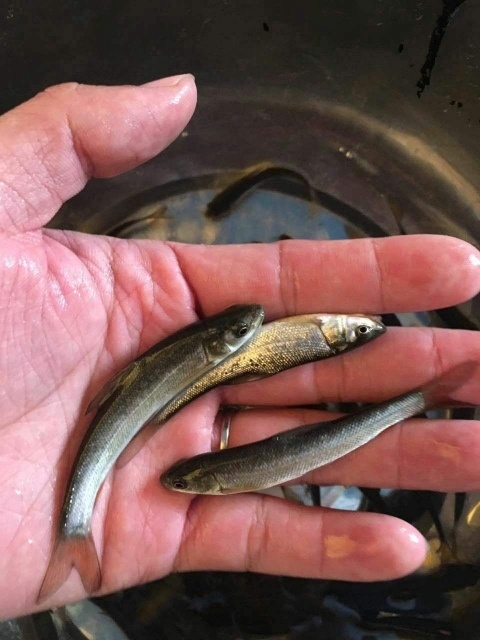 中山市银鳕鱼苗