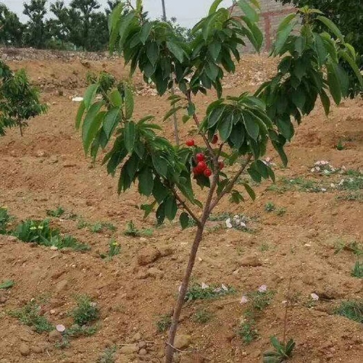 泰安樱桃苗