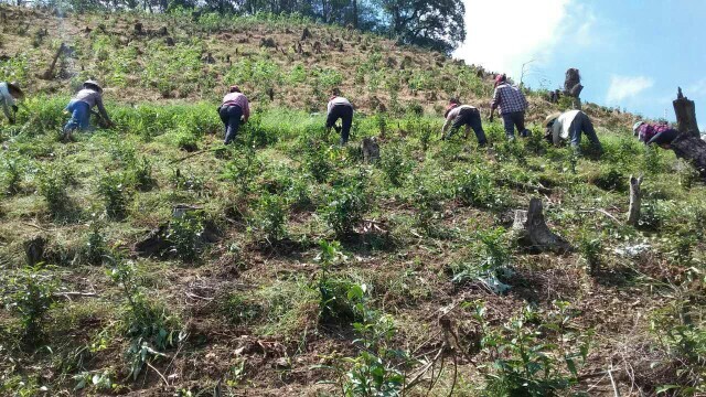 祁门县祁红香螺  祁门红茶核心产区，高山茶，无污染，无农残