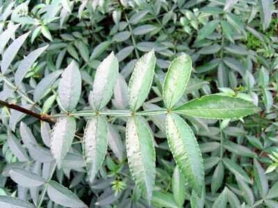 苍溪县九叶青花椒苗  产量高，口味佳，市场好