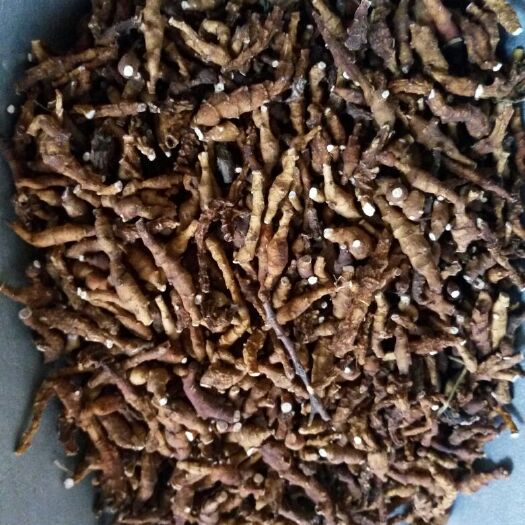 安国市九节菖蒲  中药材九节菖蒲  菖蒲