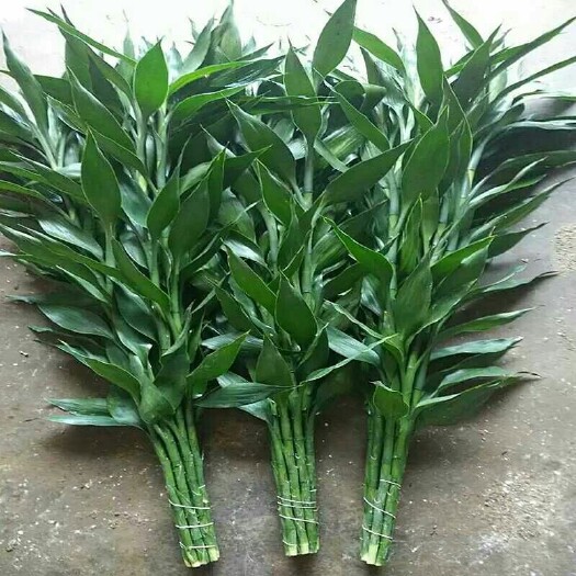 沭阳县富贵竹 