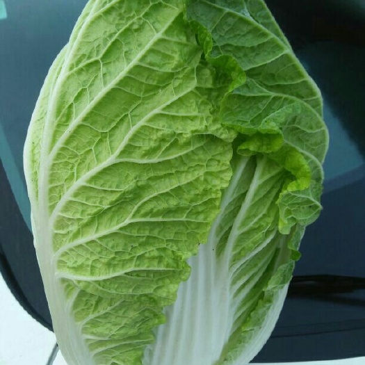 黄心大白菜 3~6斤 净菜