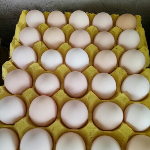 固始县粉蛋 食用 箱装