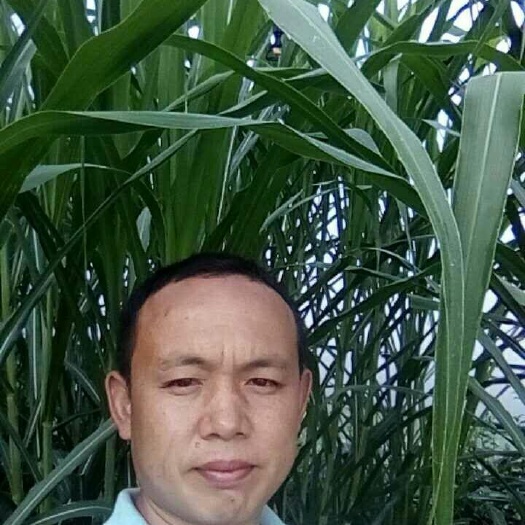 大方县牧草
