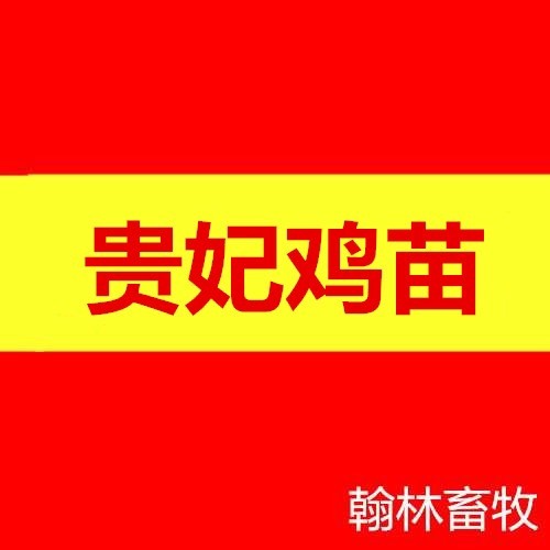 南宁贵妃鸡苗 