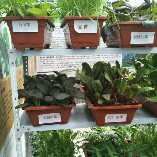 莘县营养土  盆栽蔬菜栽培基质