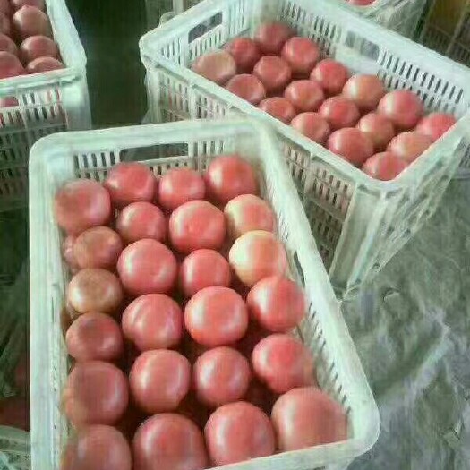 青州市粉果番茄 通货 软粉 弧一以下 