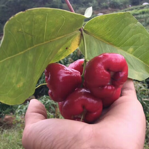 灵山县黑金刚莲雾苗