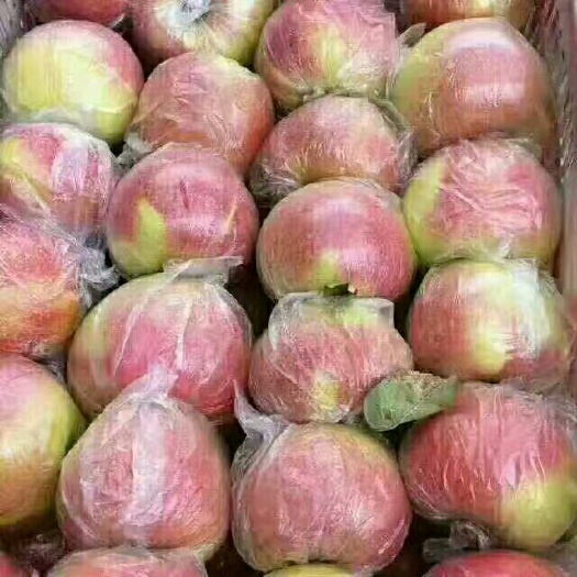 沂水县 精品早熟苹果  美八  产地直销供应