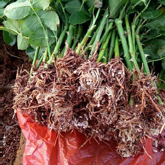 粉色玫瑰苗