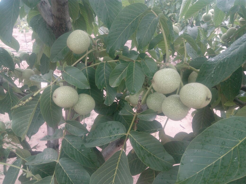 万荣县清香核桃