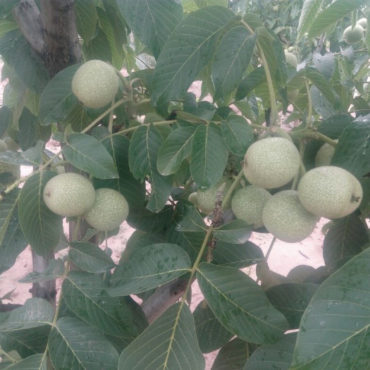万荣县清香核桃