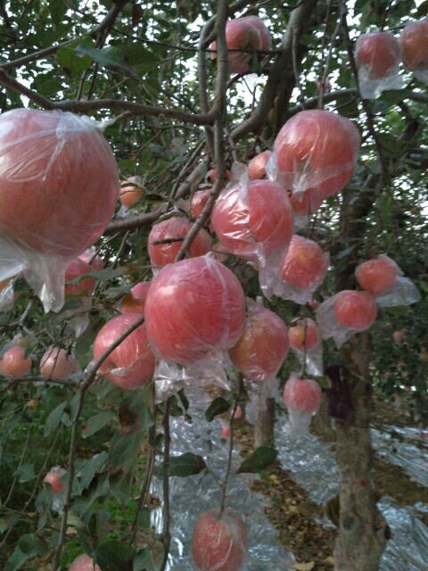 水晶富士