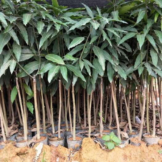 灵山县金煌芒果苗