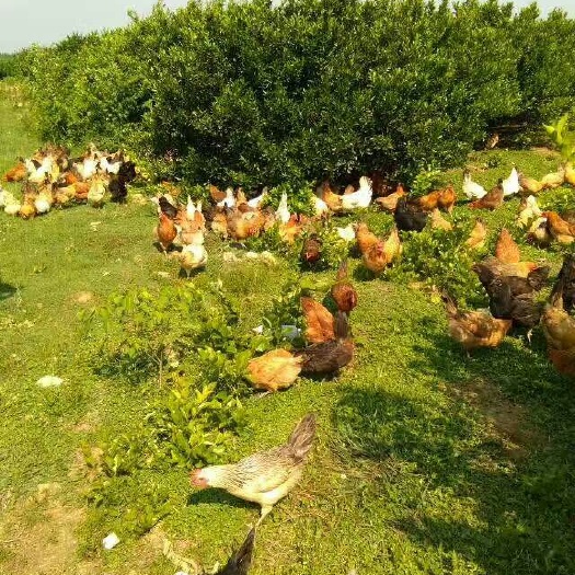 抚州绿壳鸡蛋 食用 箱装