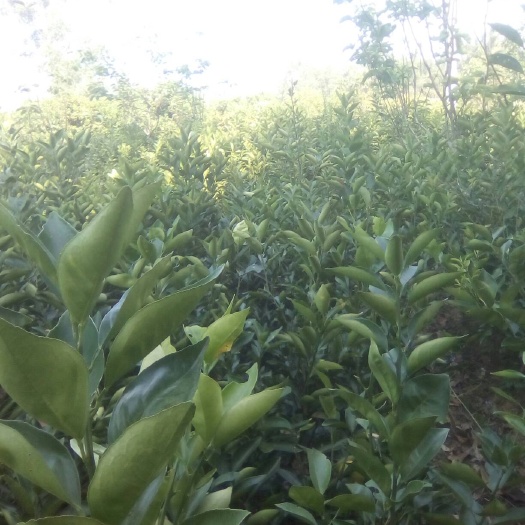 荔浦市蜜香橙树苗 嫁接苗 0.5~1米