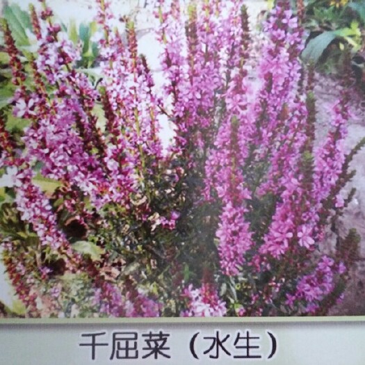 临洮县千屈菜