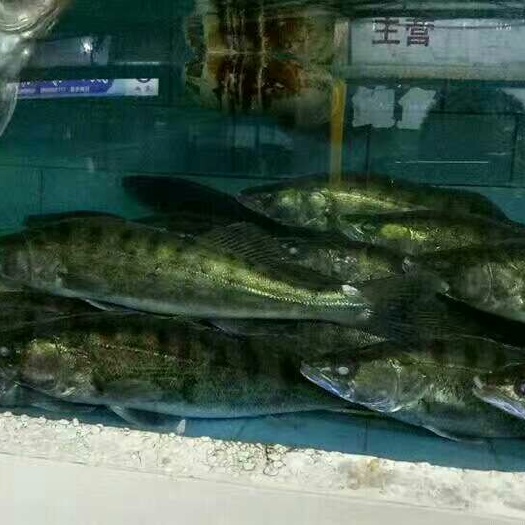 九道黑  梭鲈鱼