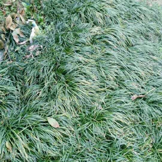 三明麦冬草