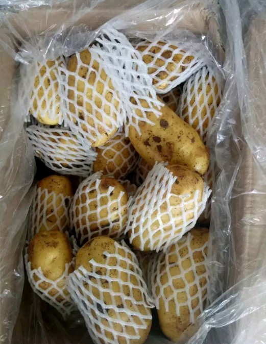 超荷兰15号土豆 3两以上