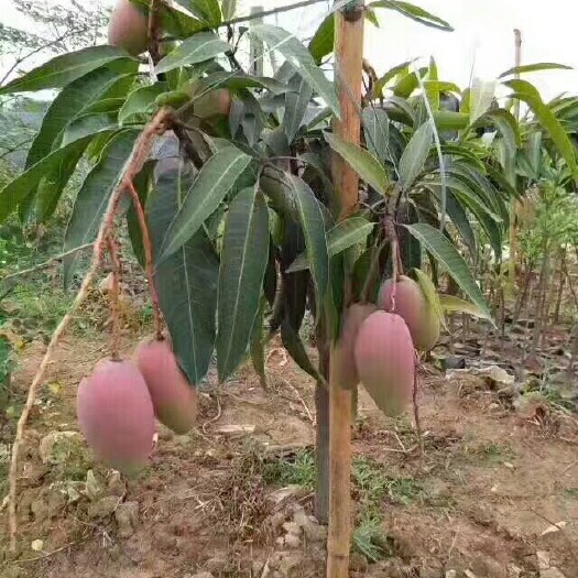 灵山县贵妃芒果苗 可带土带叶发货包邮包种植技术指导嫁接苗当年结果