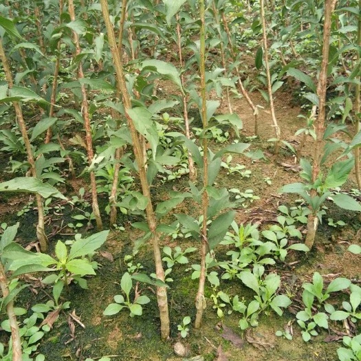 镇宁县蜂糖李树苗