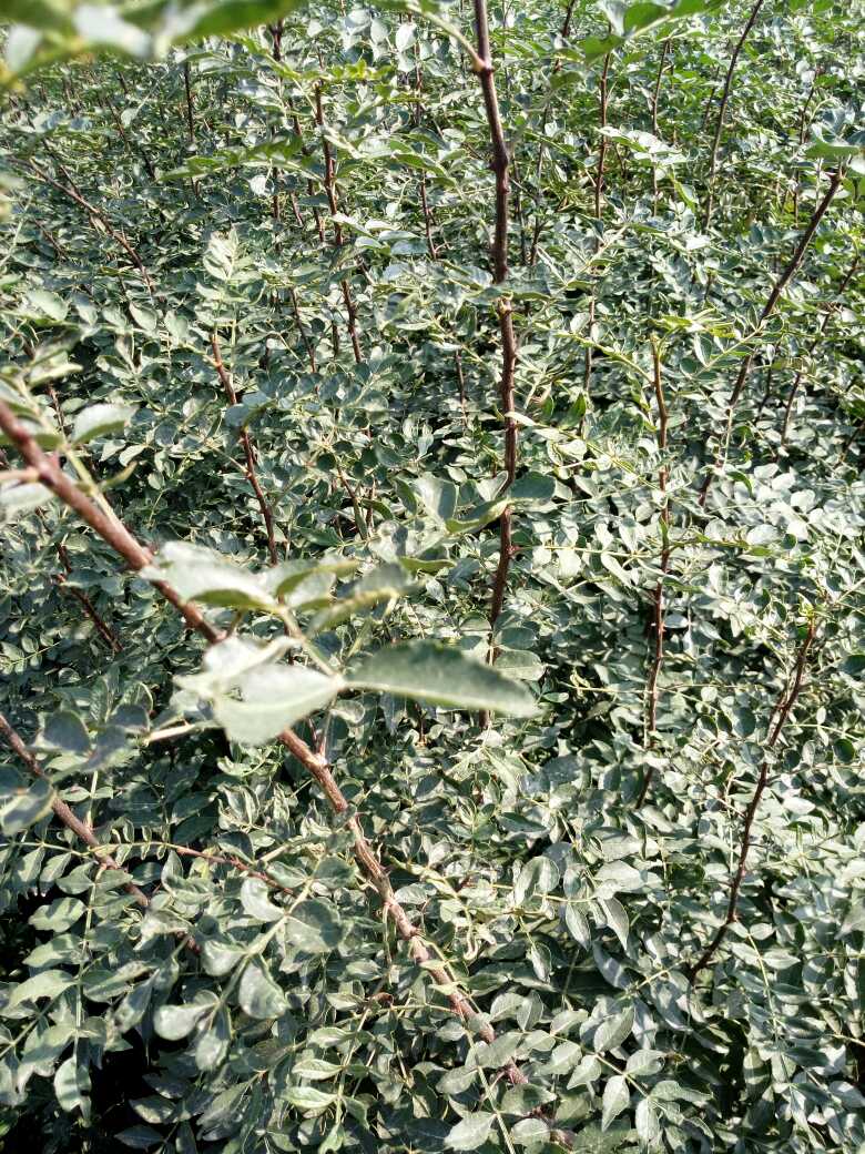  花椒苗 大红袍花椒苗 小红袍花椒苗花椒苗批发 花椒苗低价出售