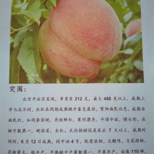 荥阳市突围桃苗 1~1.5米