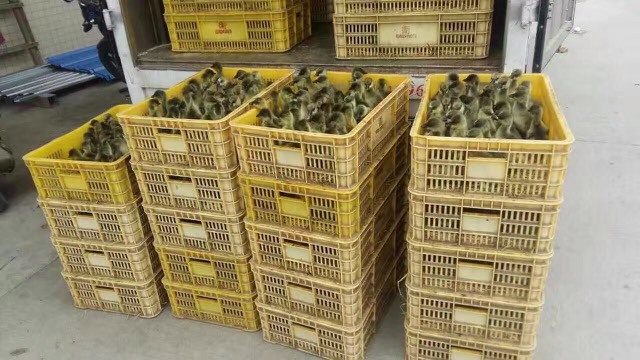 台山市马岗鹅苗