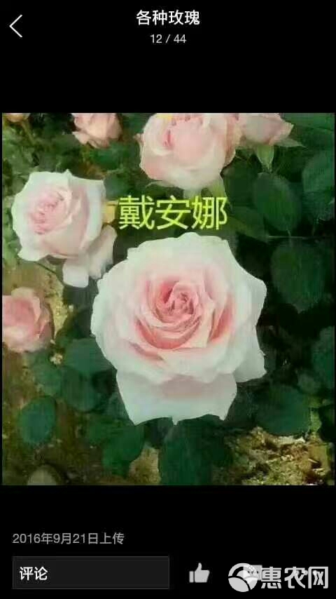 粉色玫瑰苗 玫瑰花苗