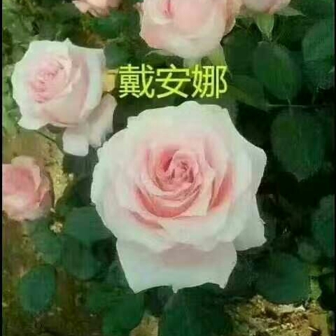 粉色玫瑰苗 玫瑰花苗