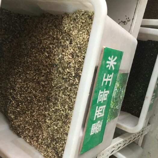 金湖县墨西哥玉米草