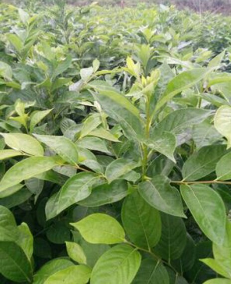 富平县软枣苗 
