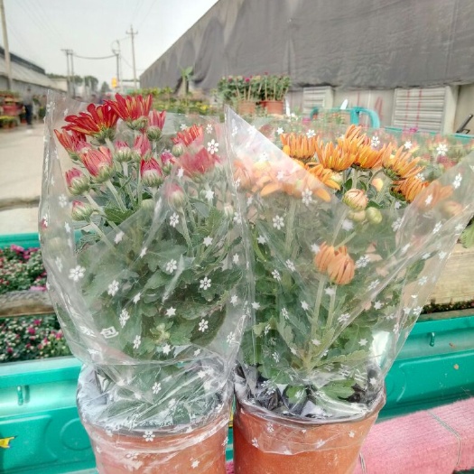 青州市荷兰菊 