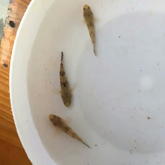 广州笋壳鱼苗 