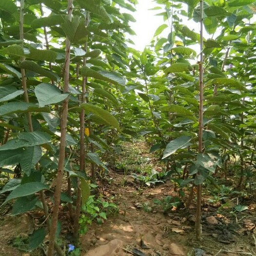 烟台福晨樱桃苗