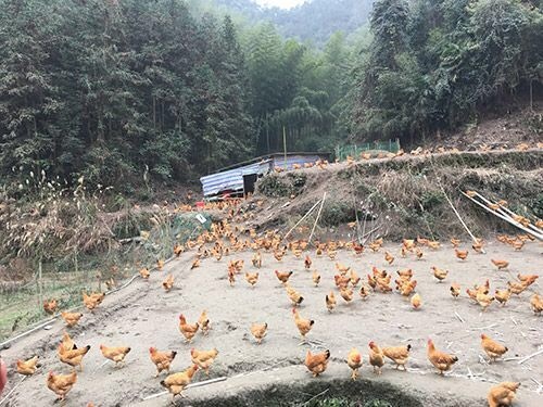 长沙土鸡蛋 食用 箱装 
